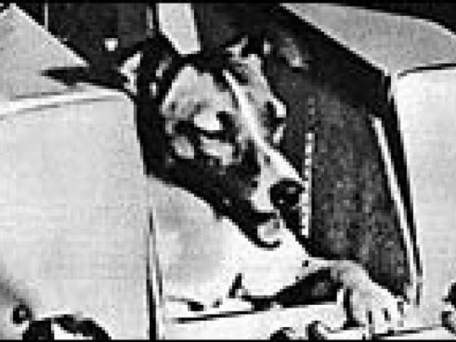Laika perra astronauta