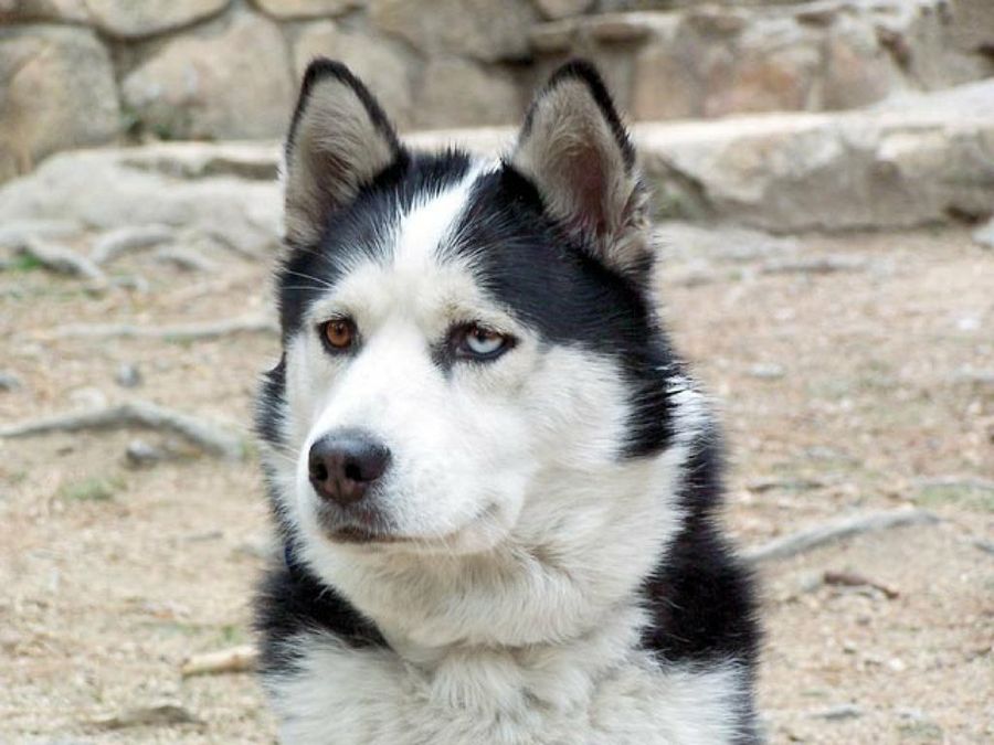 husky