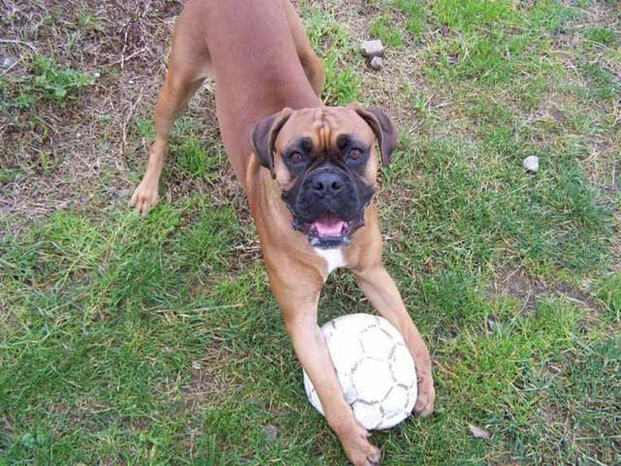 boxer