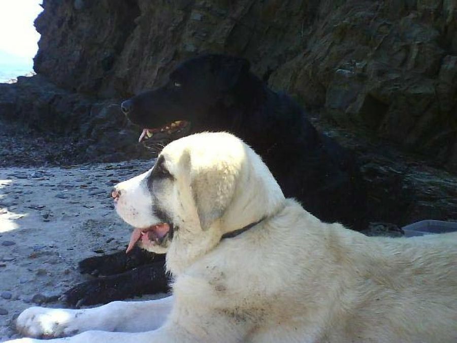 perros en la playa