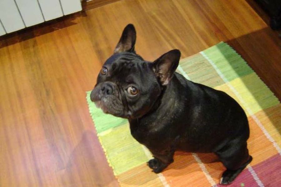 bull dog francés