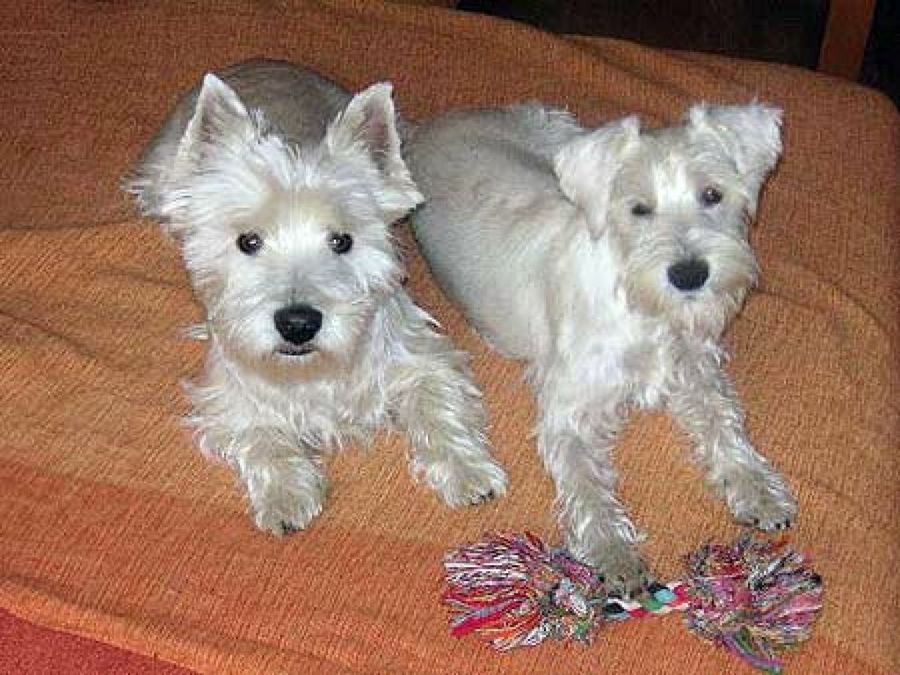 perros tumbados