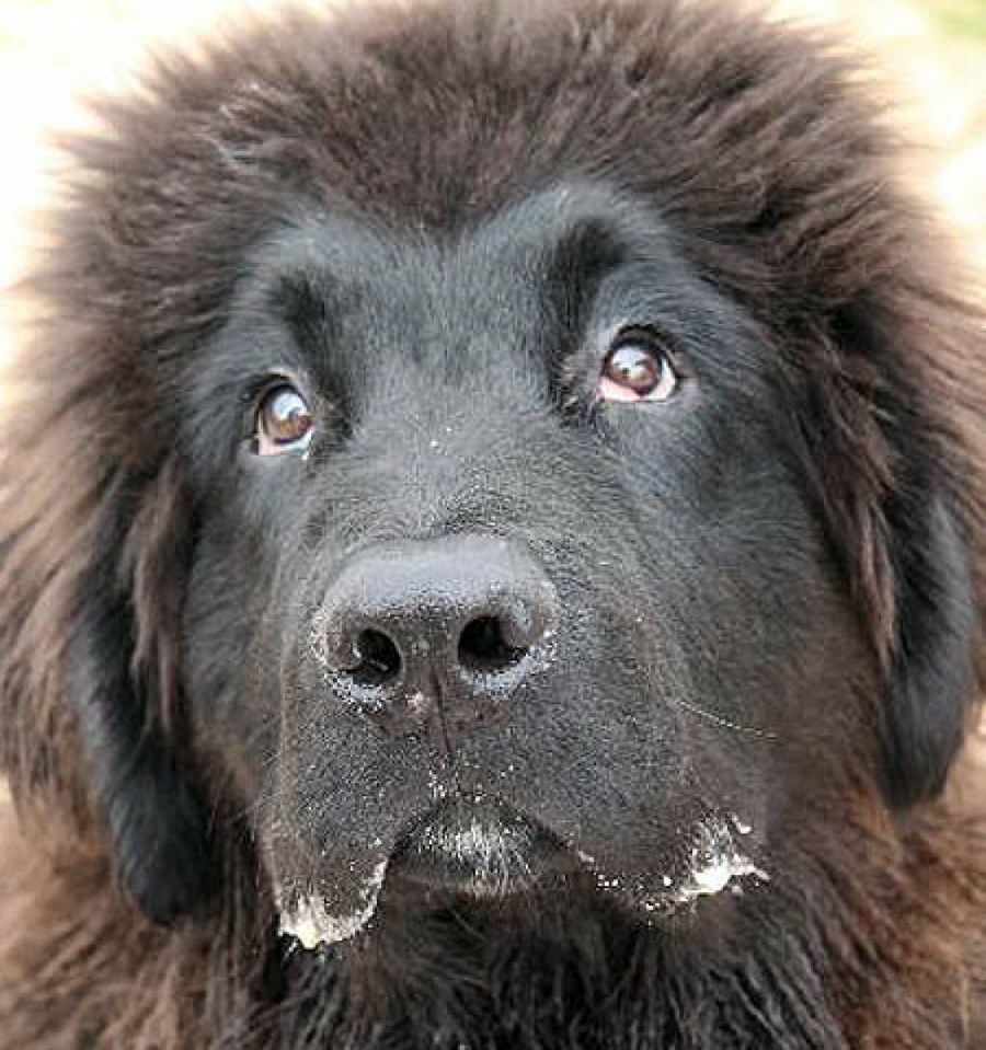 perro negro