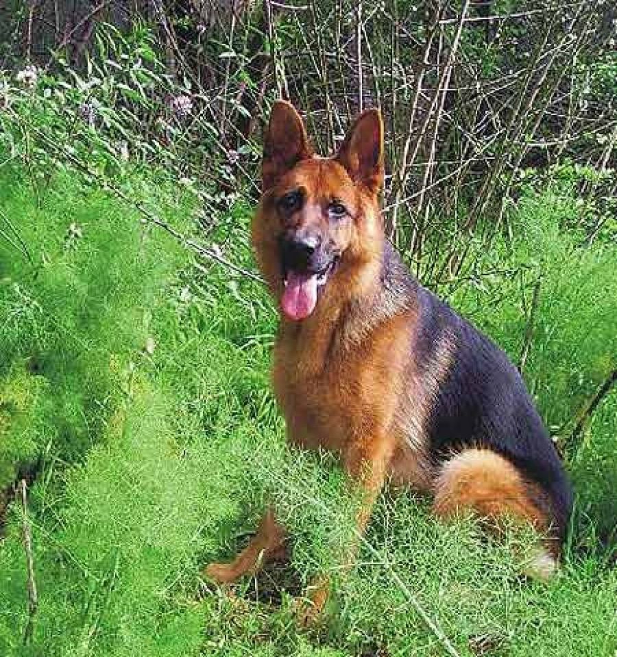 pastor alemán sentado