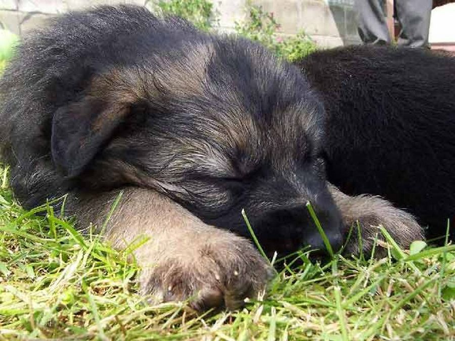 cachorro dormido