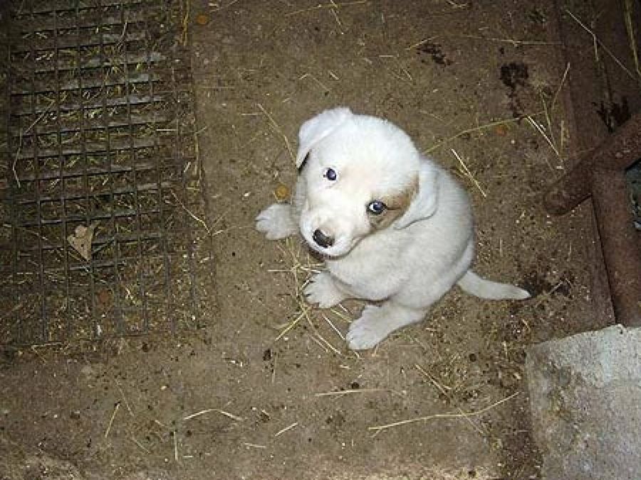 perro blanco