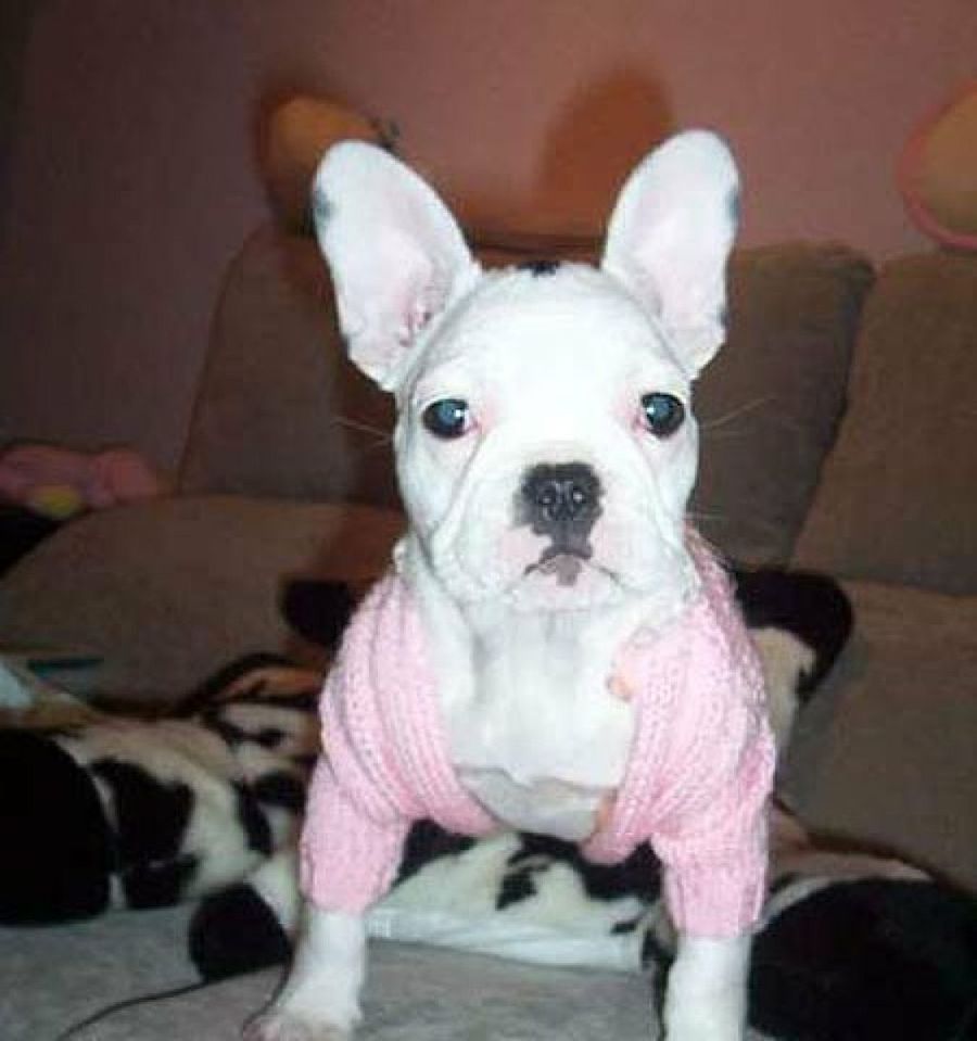 perro con chaqueta