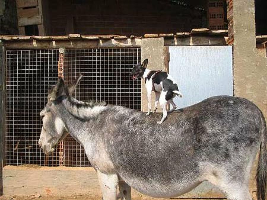 perro y burro