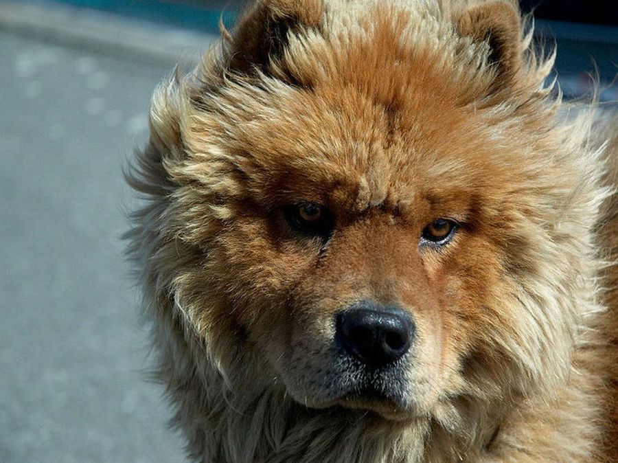 chow chow