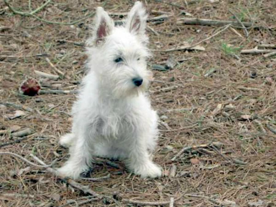 perro blanco