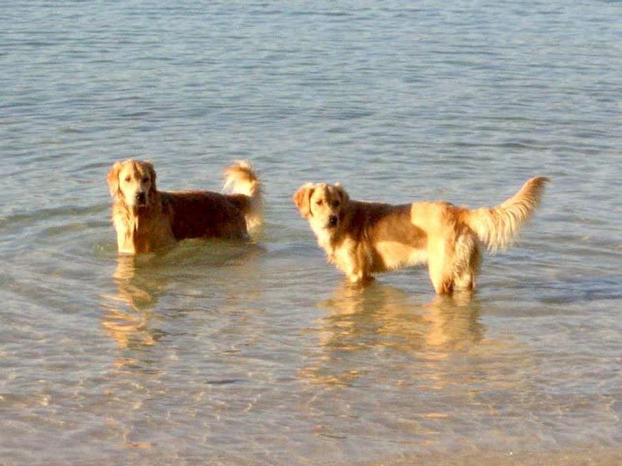 perros en el agua