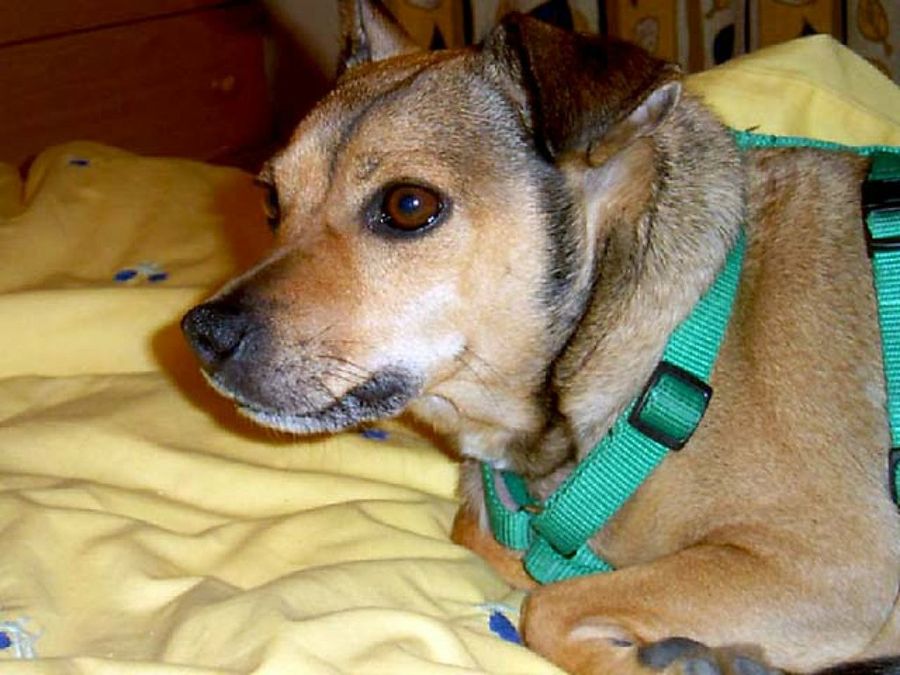 perro con arnés