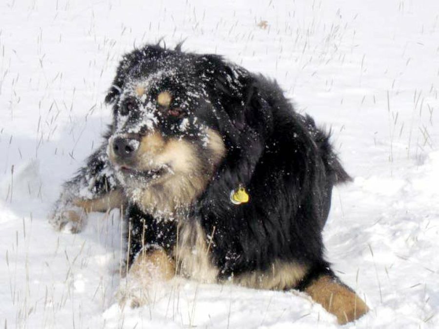 perro en la nieve