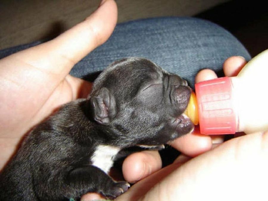 cachorro con biberon