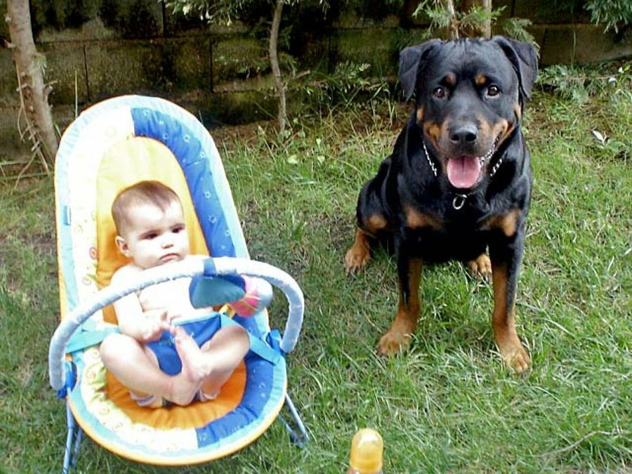 rottweiler con bebé