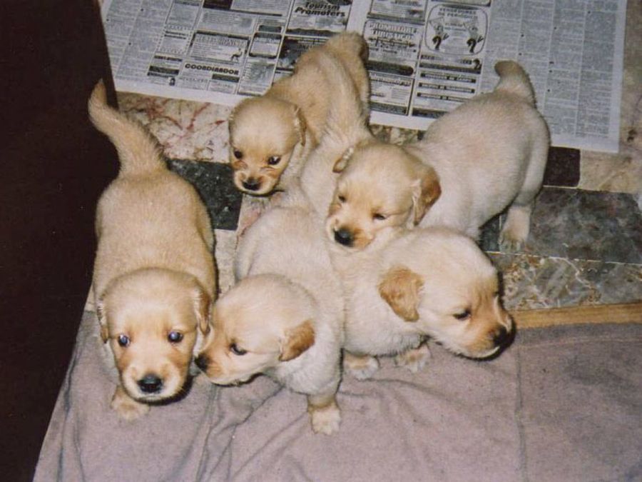 cachorros