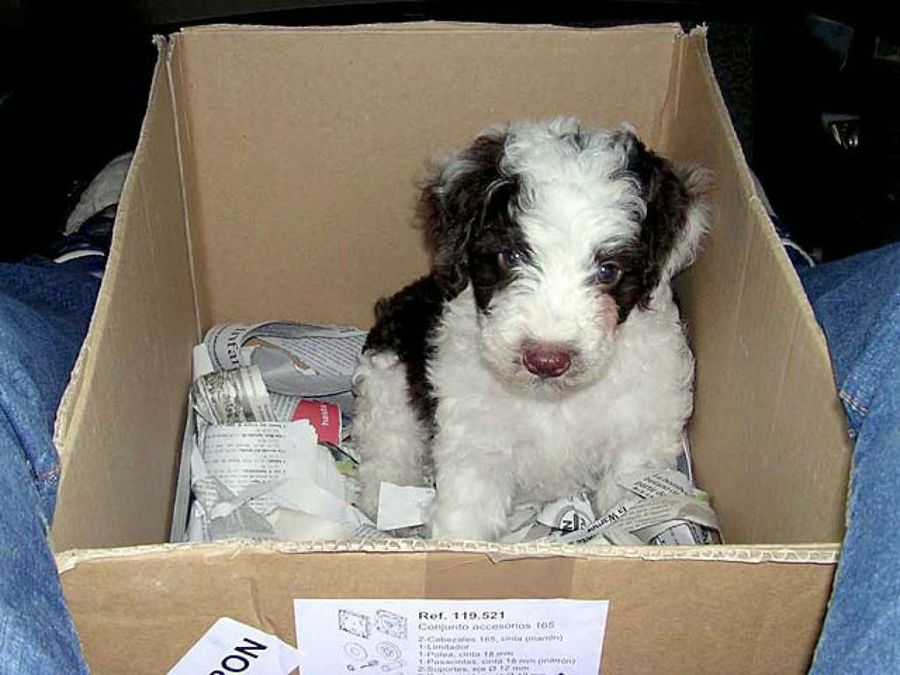cachorro en caja