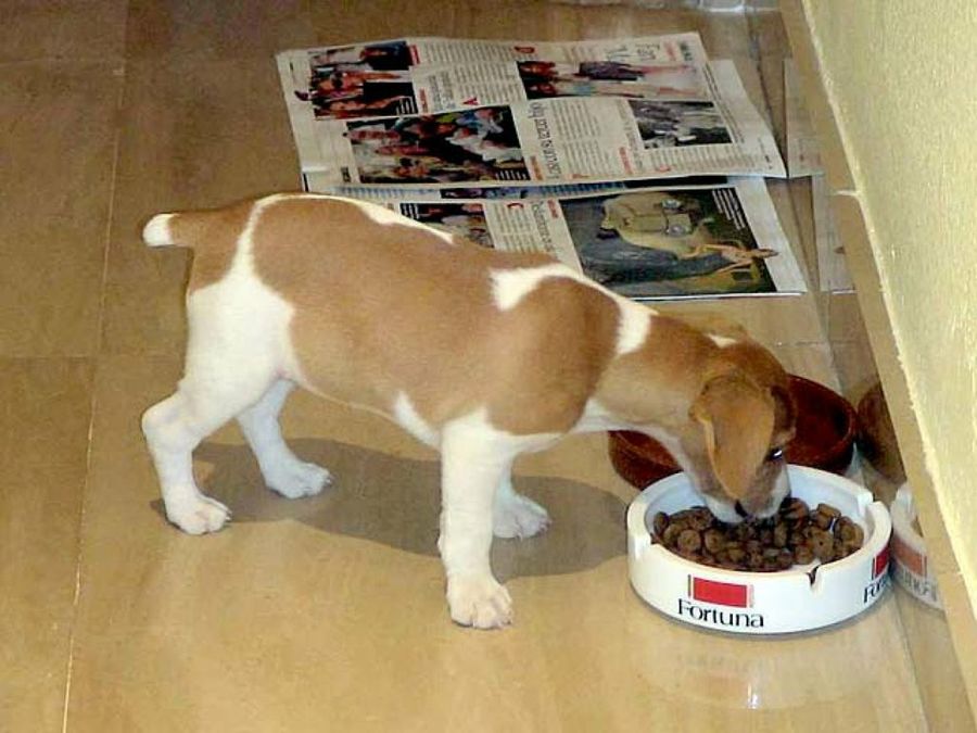 cachorro comiendo