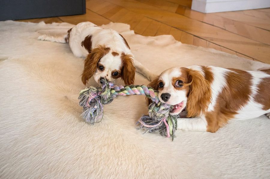 perros hermanos
