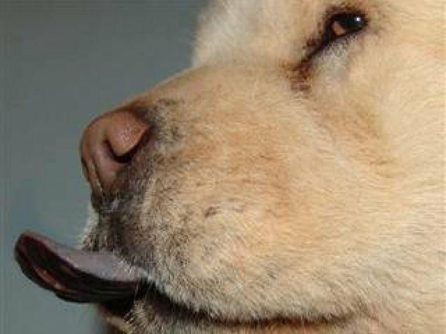 Chow Chow
