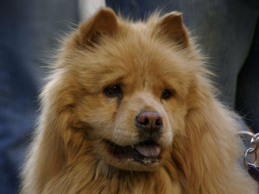 Chow Chow