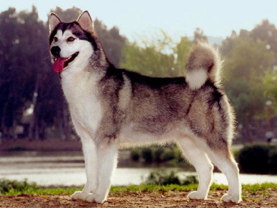 Alaskan Malamute