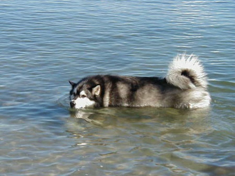 Alaskan Malamute