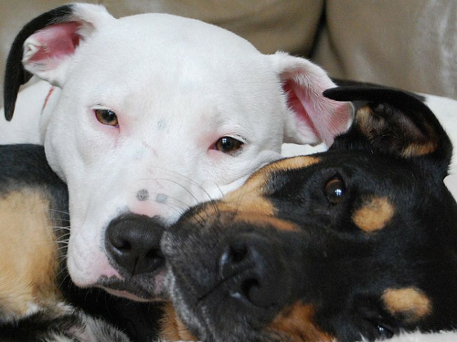 American Pit Bull Terrier