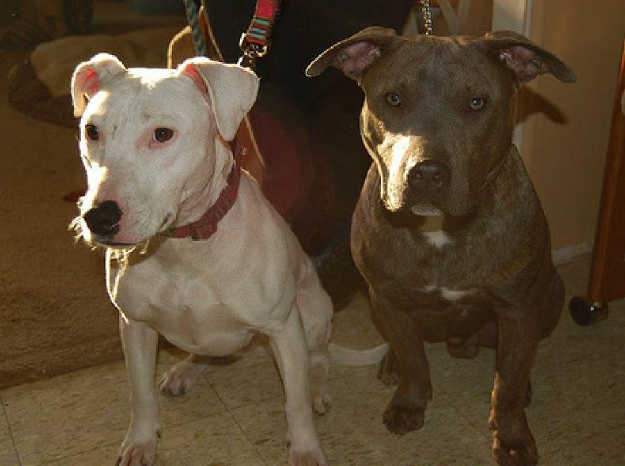 American Pit Bull Terrier