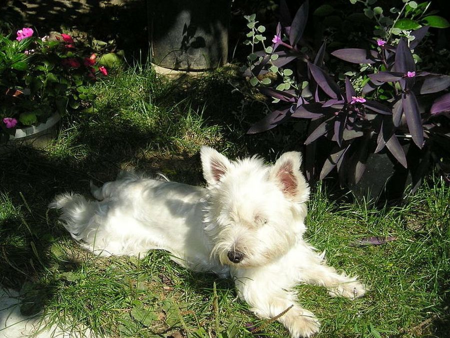 Westie