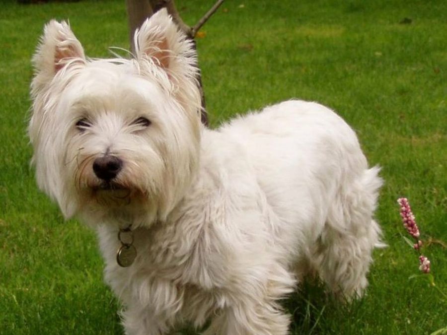 Westie