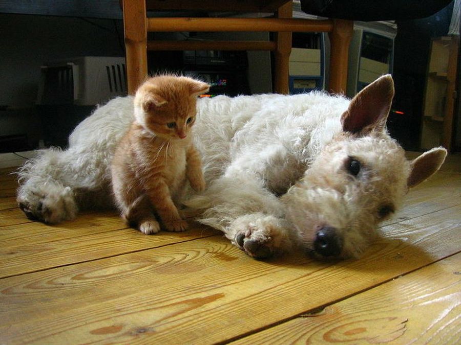 Fox Terrier