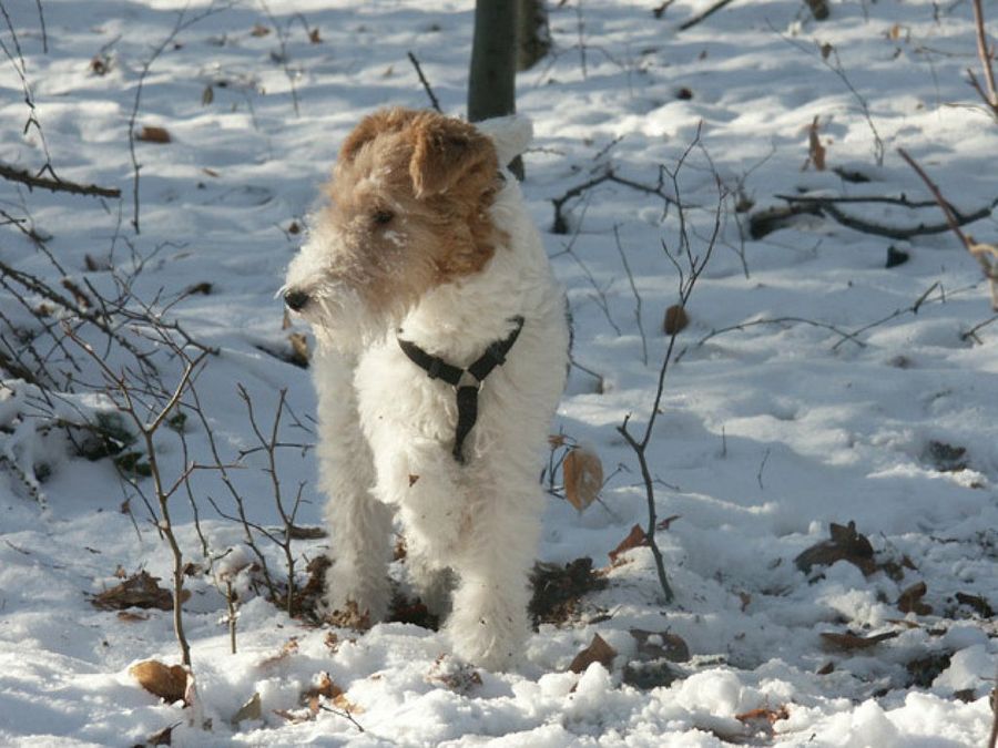 Fox Terrier