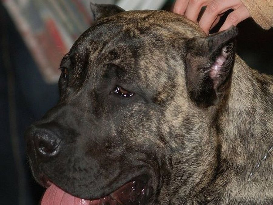 Presa Canario