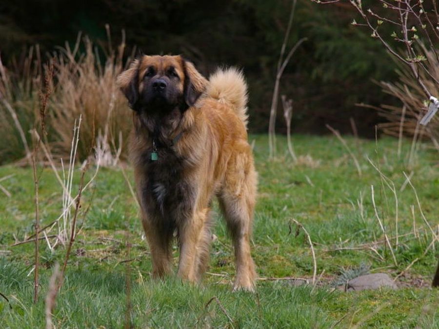 Leonberger