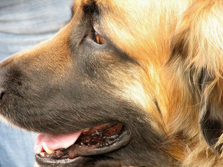 Leonberger