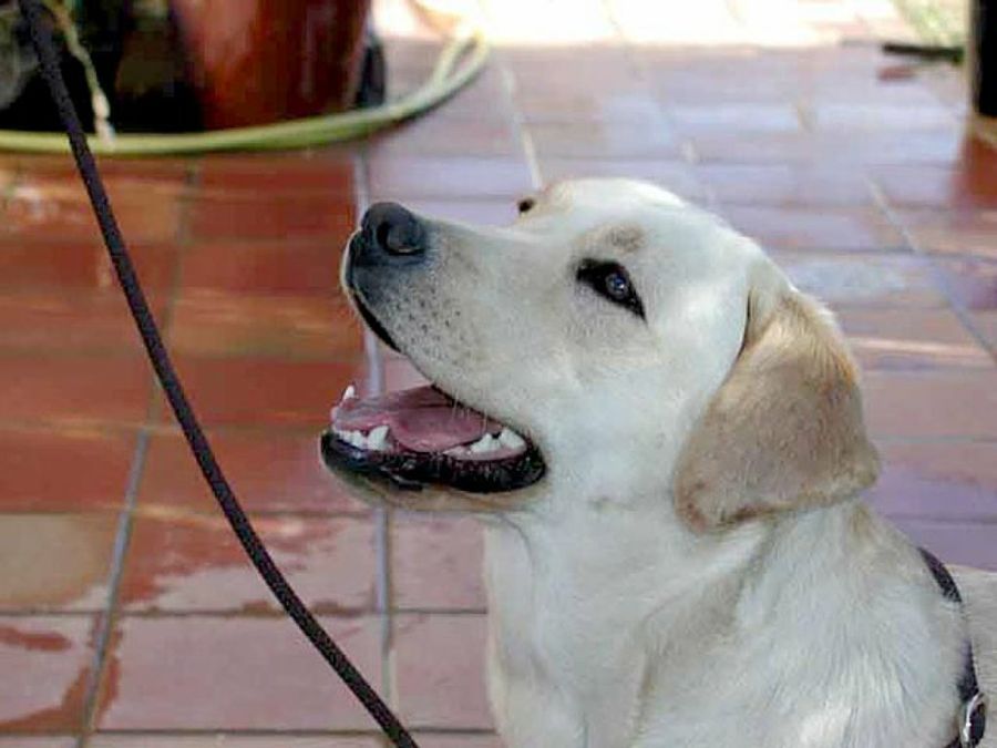 cara de labrador
