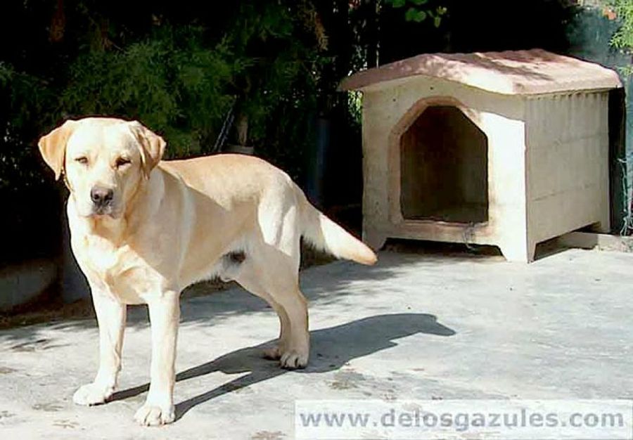 labrador retriever