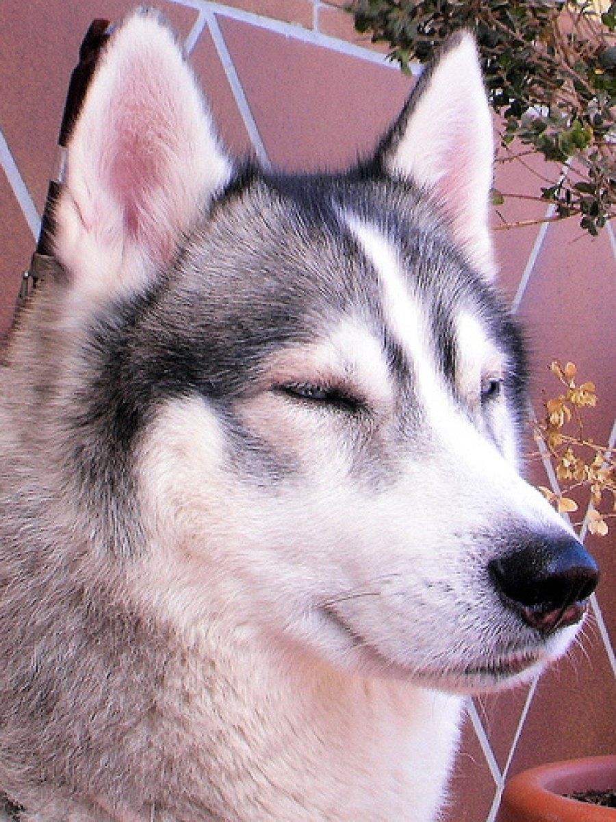 Husky Siberiano