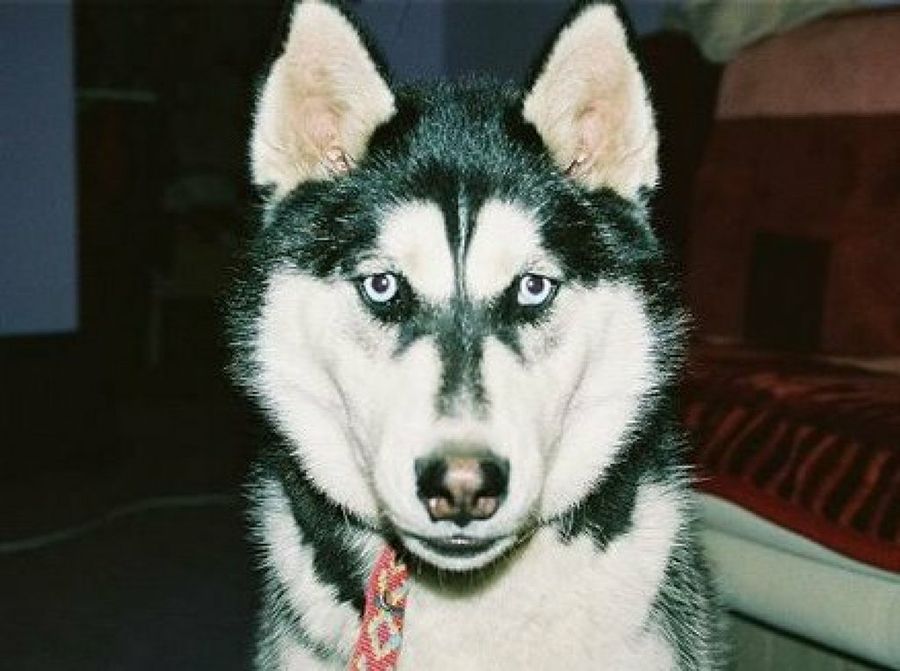 Husky Siberiano