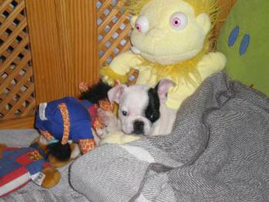 cachorro blanco