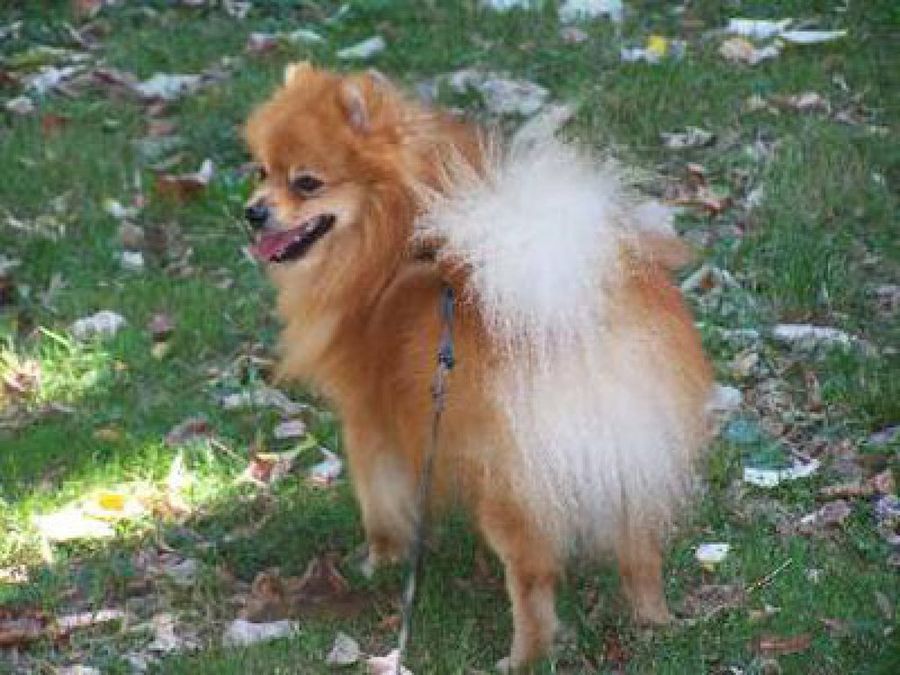 perro marrón