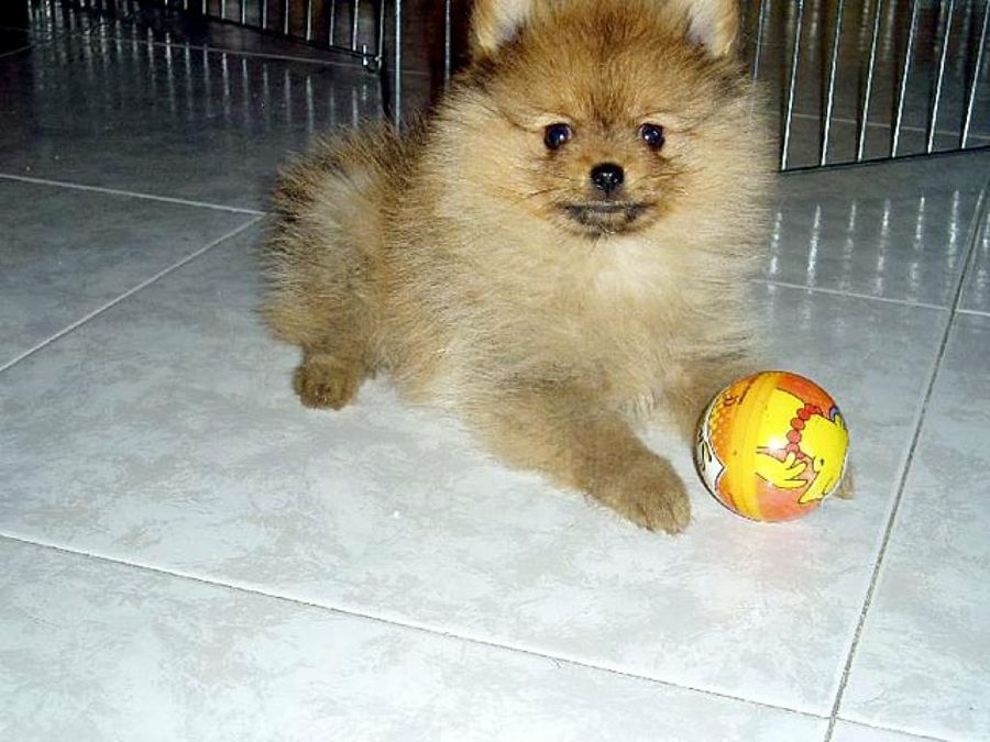 perro con pelota