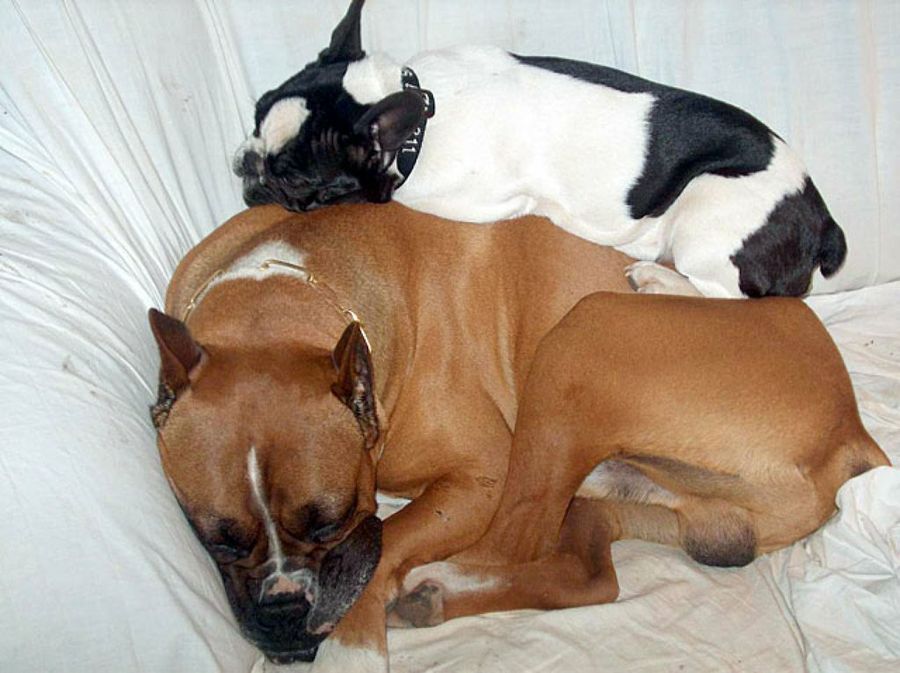 perros durmiendo