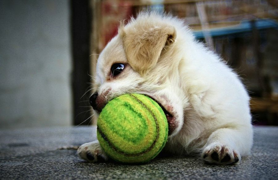 Perro jugando pelota