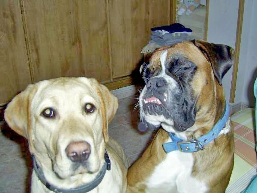 perros