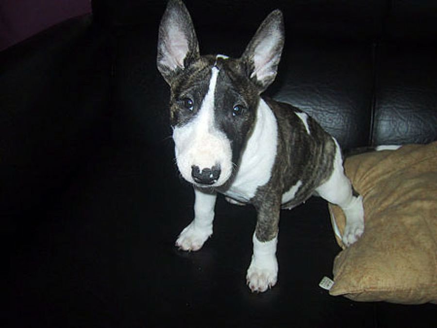 perro mediano