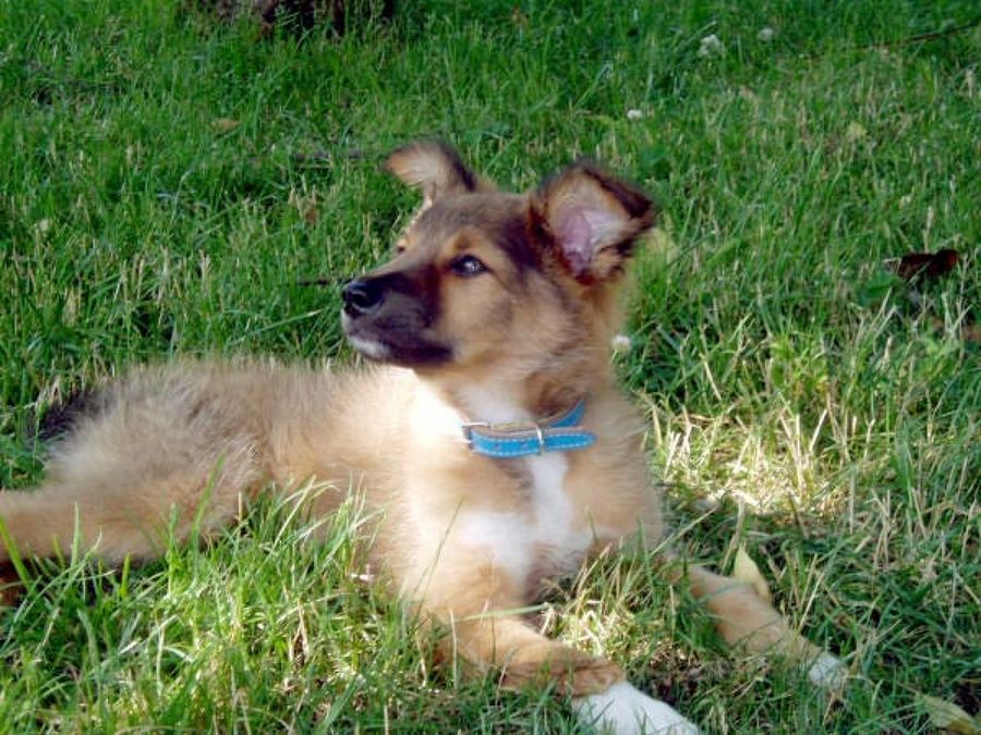 perro en el césped