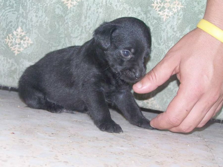 cachorro negro