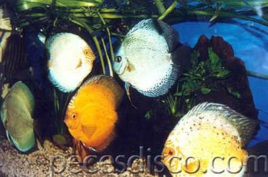 peces disco de colores
